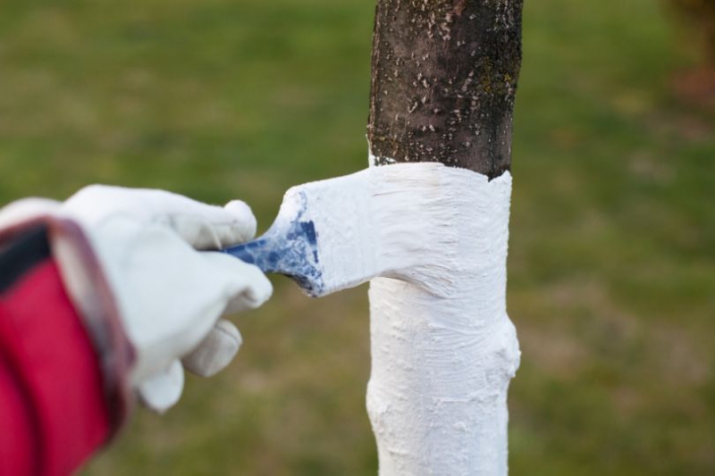 Снимаем зеленую «шубу»: как избавиться от мха на деревьях