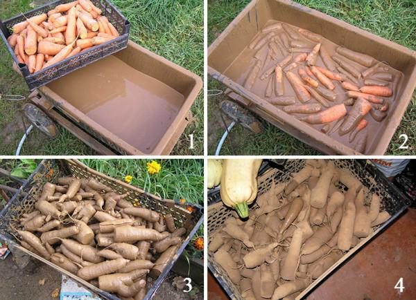 Как хранить морковь без погреба до весны