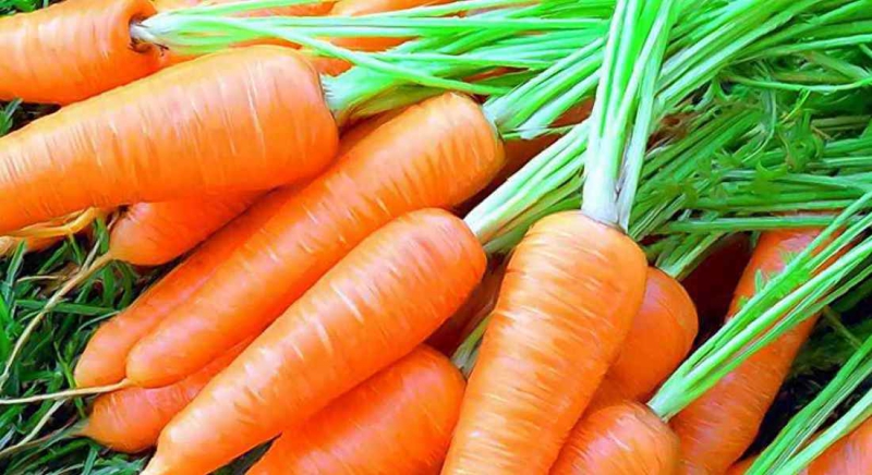 Посадка моркви насінням