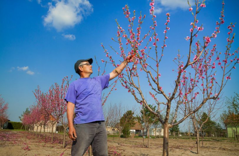 Сочный персик в вашем саду: правила весенней обрезки и ухода за деревом