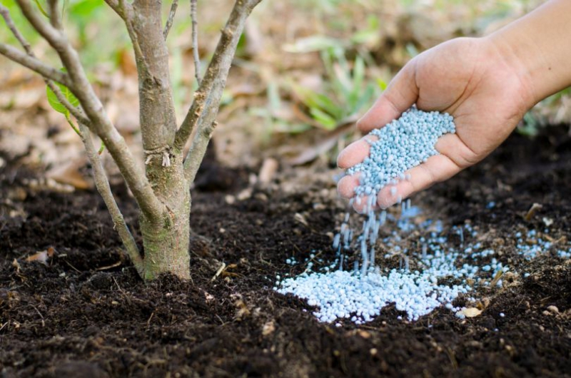 Азот для растений: внесение азотных удобрений в саду весной