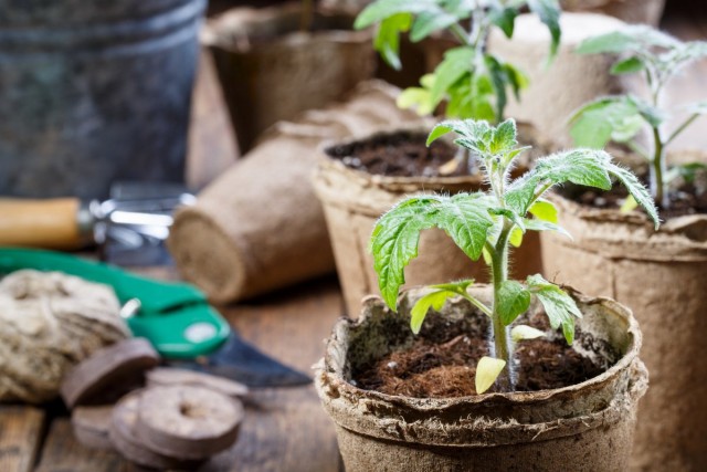 10 правил успішного вирощування розсади томатів в квартирі