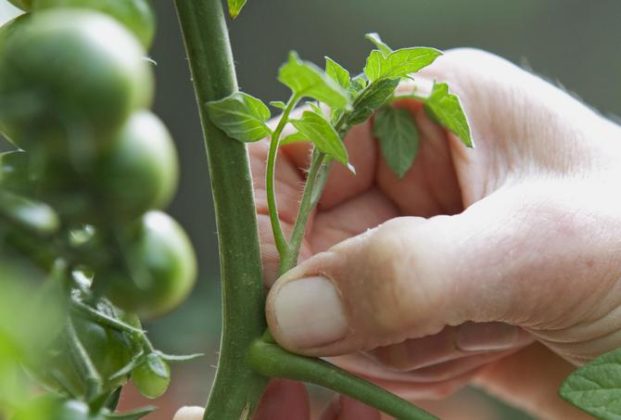 Як прискорити дозрівання томатів?