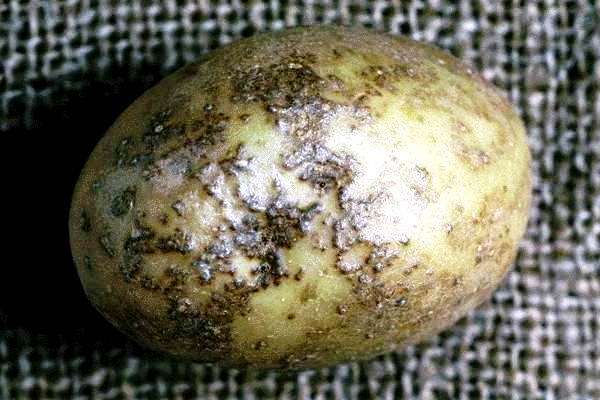 Профілактика і лікування парші картоплі