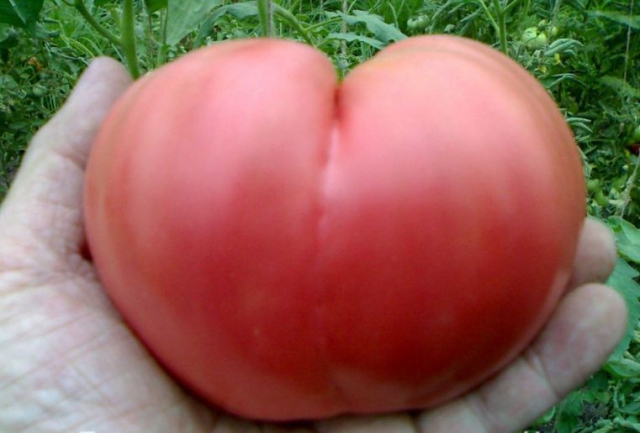 вирощування томата Бичаче серце