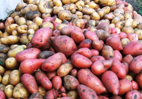 Профілактика і лікування парші картоплі