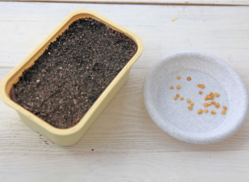 Як садити перець в теплиці і у відкритому грунті