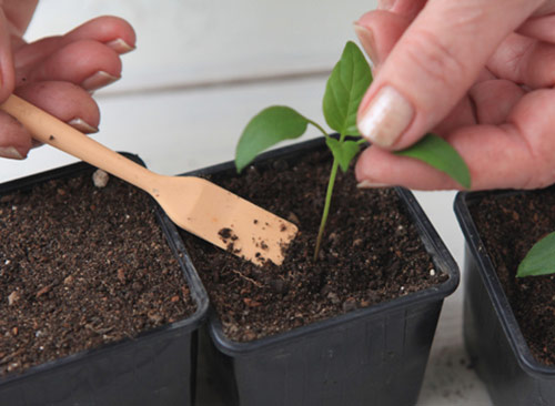 Як садити перець в теплиці і у відкритому грунті