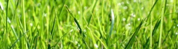 Правила высевания газонной травы и особенности подсева газона
