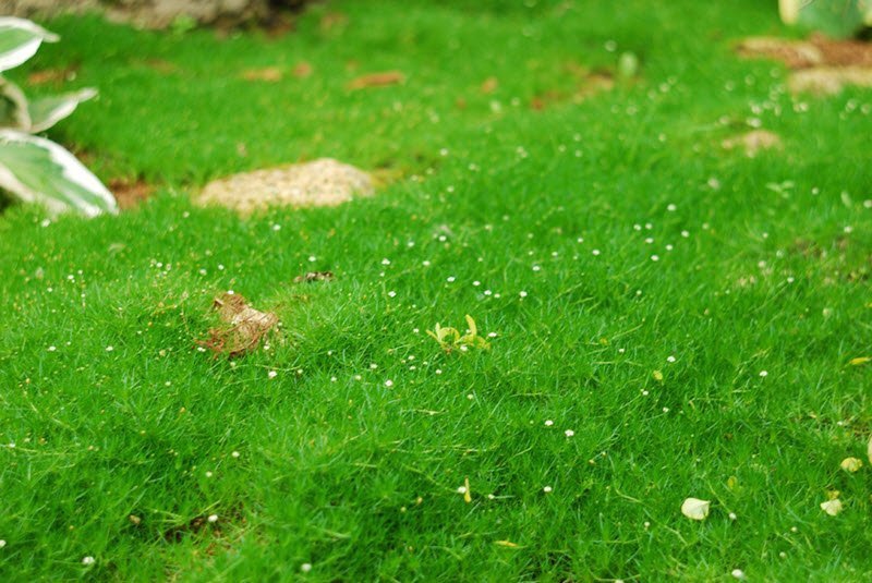 Звідки мох на газоні і як його позбутися