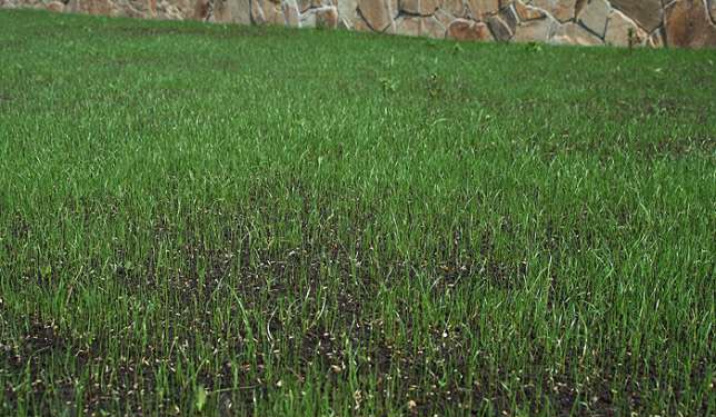 Правила высевания газонной травы и особенности подсева газона