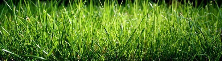 Як вибрати траву для газону