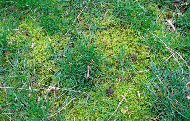 Звідки мох на газоні і як його позбутися
