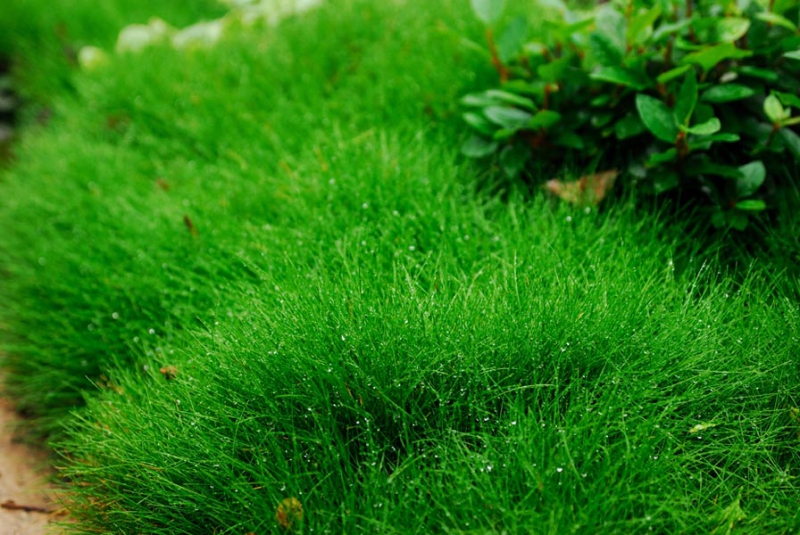 Партерний газон – мрія багатьох садівників
