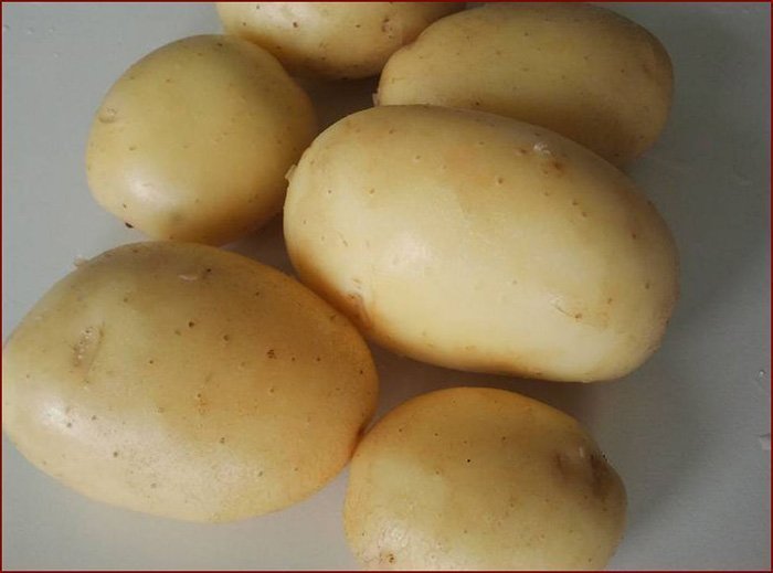 Як вирощувати картоплю за голландською технологією