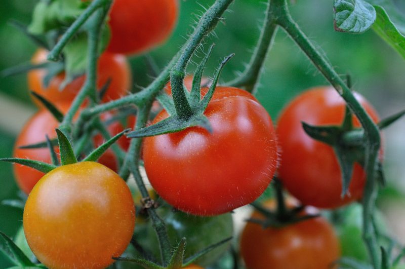 Выбираем лучшие сорта помидоров для посадки в Украине