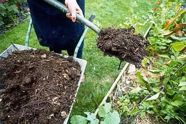 ТОП-7 способов использования компоста на даче