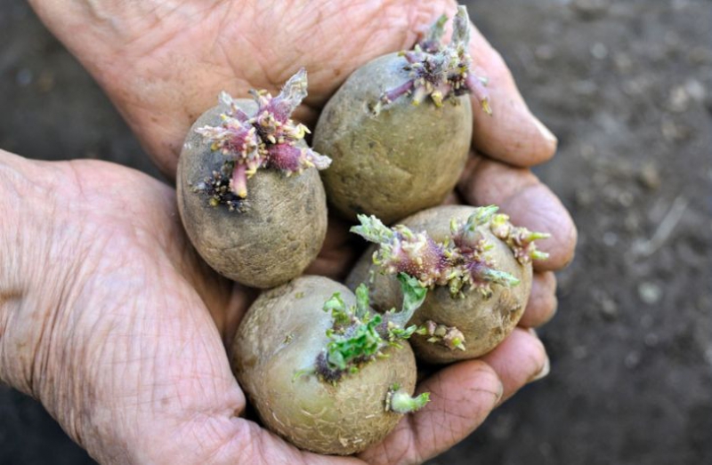Подготовка картофеля к посадке – гарантия отличного урожая