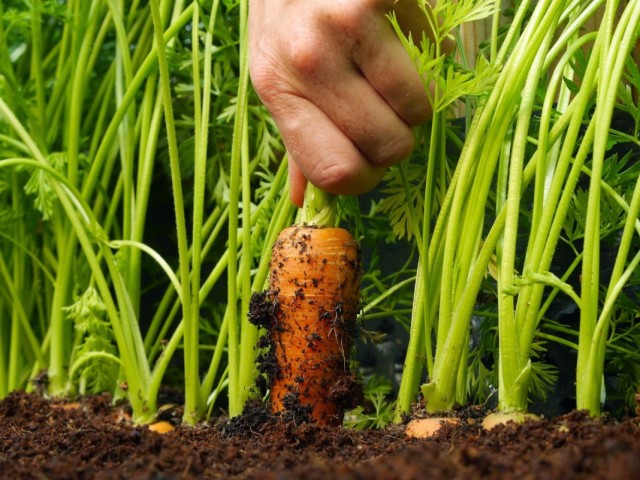 Як виростити велику і солодку моркву? Прийоми, агротехніка, поради та секрети