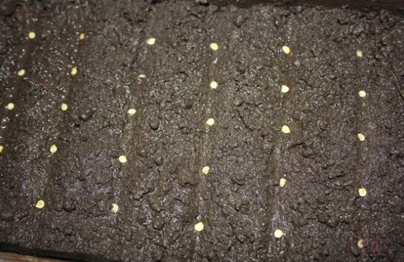 Покрокове вирощування розсади перцю з насіння для початківців