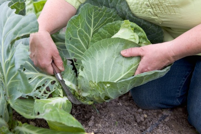 Як зберегти свіжу капусту до весни?
