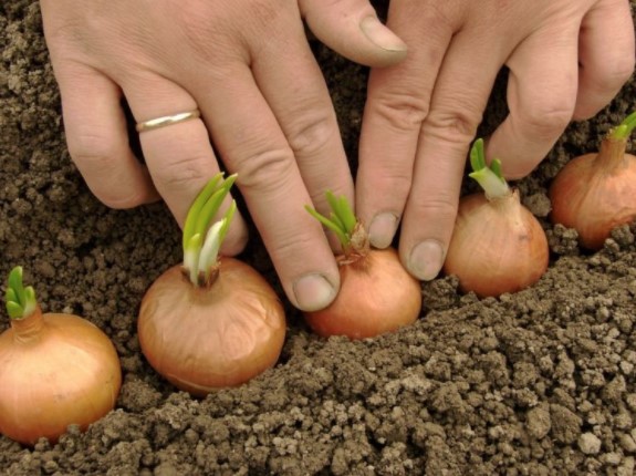Голландські сорти цибулі-сіянки: опис і вирощування