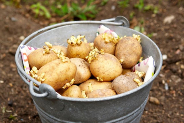 Правильная обработка картофеля перед посадкой