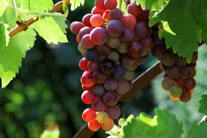 Выращиваем виноград: самые популярные виды и сорта в Украине