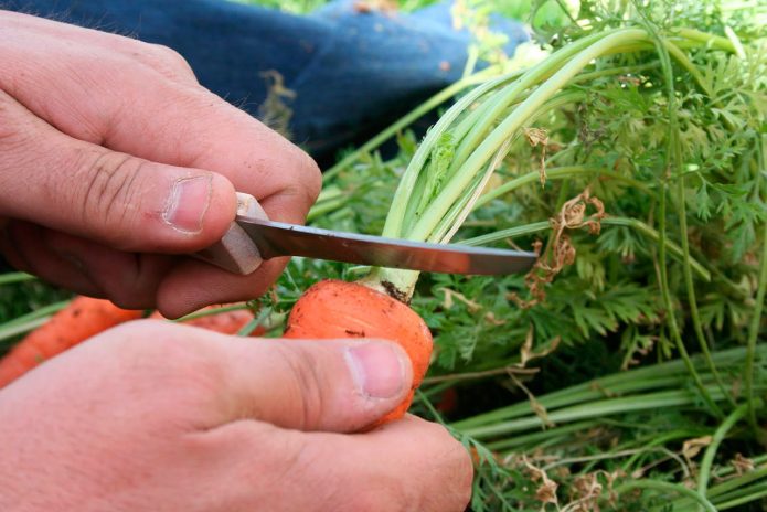Как хранить морковь без погреба до весны