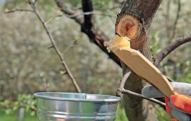 Лекарство для деревьев: как сделать садовый вар своими руками