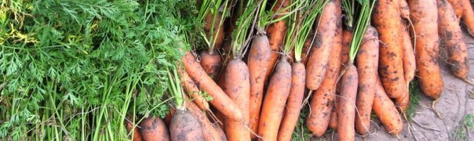 Що садити після моркви на наступний рік