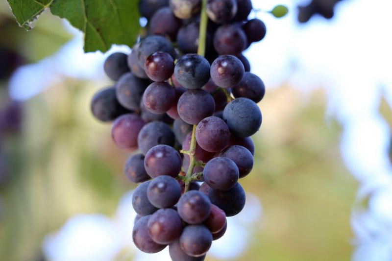 Выращиваем виноград: самые популярные виды и сорта в Украине