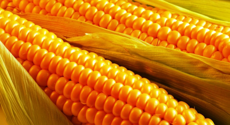 Кукурудза – корисні властивості