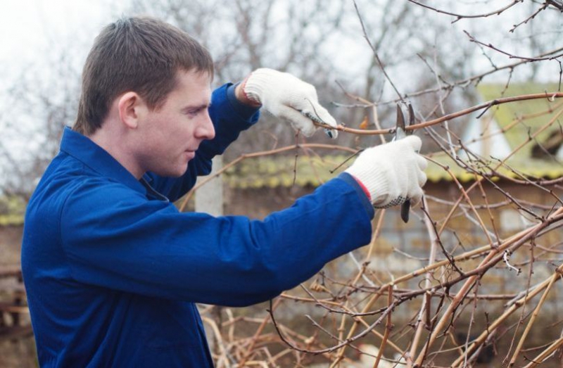 Готовим лозы к холодам: обработка и укрытие винограда на зиму