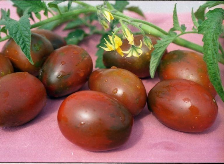 Лучшие сорта черных томатов для выращивания в Украине