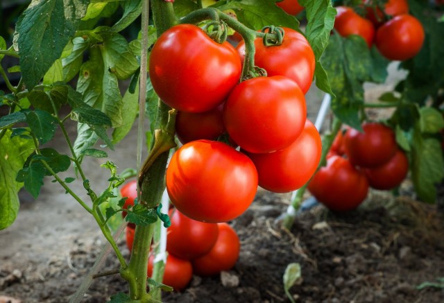 Вирощуємо томати без розсади – сорти, переваги і недоліки методу