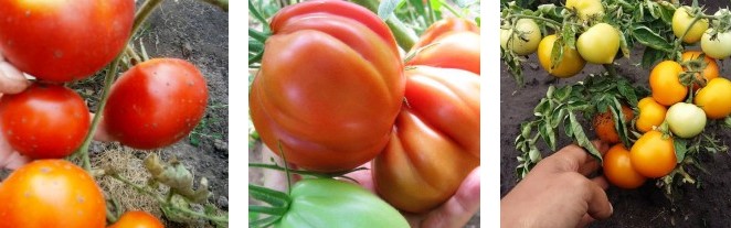Вирощуємо томати без розсади – сорти, переваги і недоліки методу