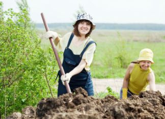 Підгодівля саду восени: чим і як удобрювати плодові дерева на зиму