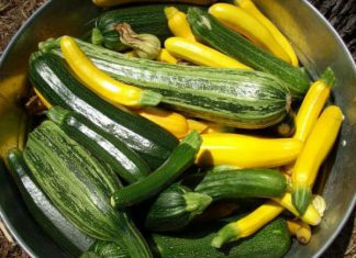 Чому кабачки гіркі і як прибрати гіркоту