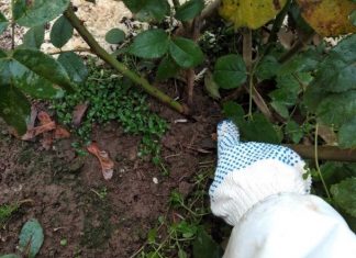 Обрізка та укриття троянд на зиму: фото-інструкція від досвідченого садівника