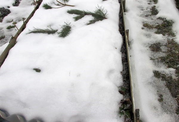 Что можно сажать под зиму на огороде?