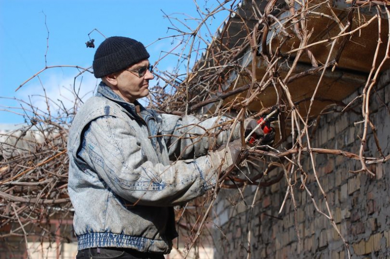 Готовим лозы к холодам: обработка и укрытие винограда на зиму