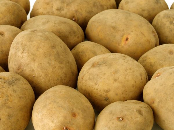 Картопля Скарб: опис сорту, вирощування і догляд