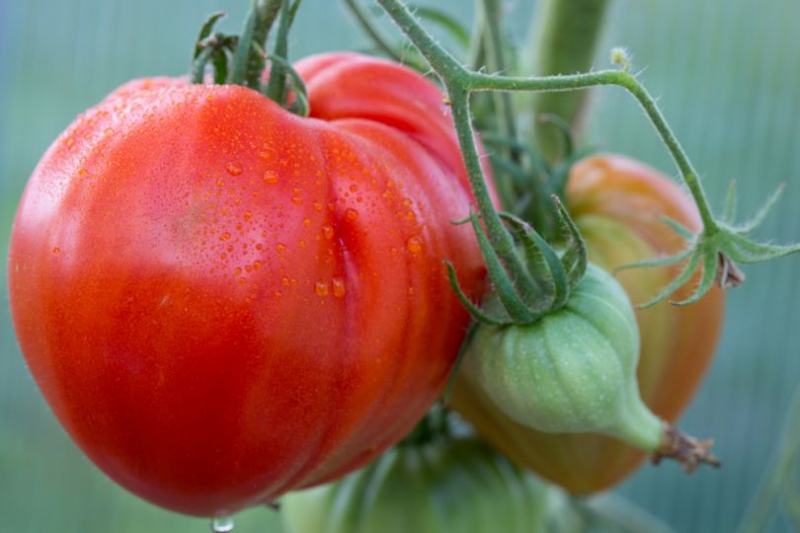 Томаты-гиганты: ТОП–7 самых крупных сортов помидоров для