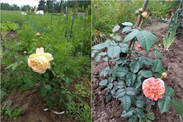 Обрезка и укрытие роз на зиму: фото-инструкция от опытного садовода