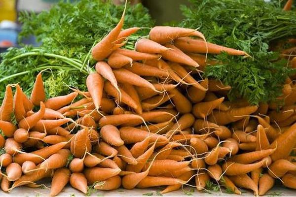 Чим підгодувати моркву і як отримати багатий урожай