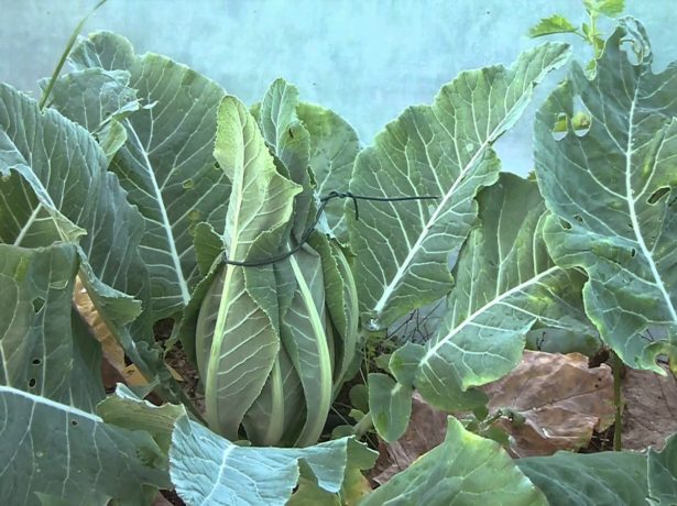 Цвітна капуста Альфа — опис раннього, врожайного і смачного сорту