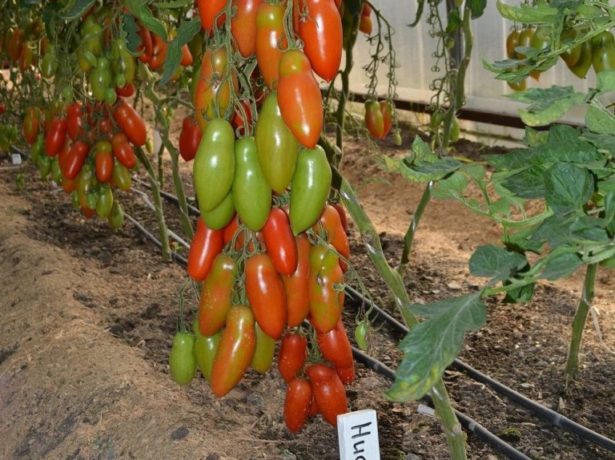 Сорт томатів Ніагара — водоспад з помідорів