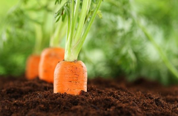 Чим підгодувати моркву і як отримати багатий урожай