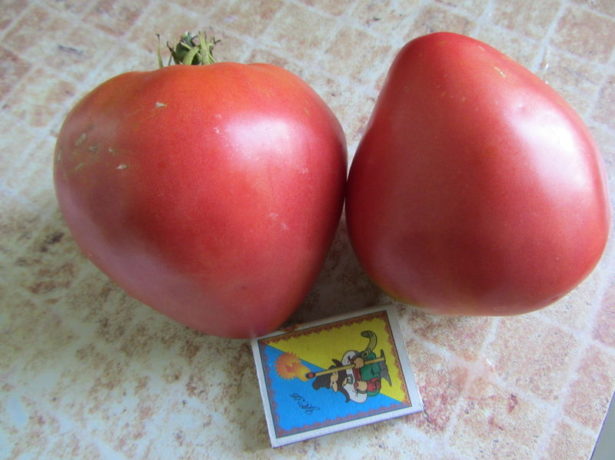 Томат Рожеве серце: непоганий салатний сорт